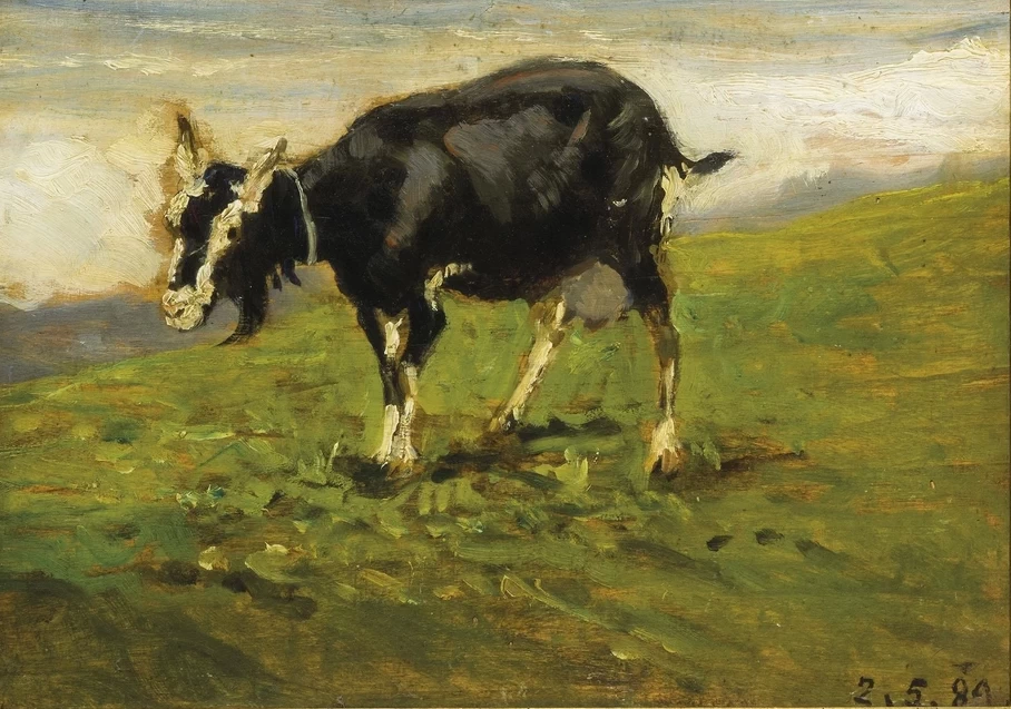 Capretta al pascolo